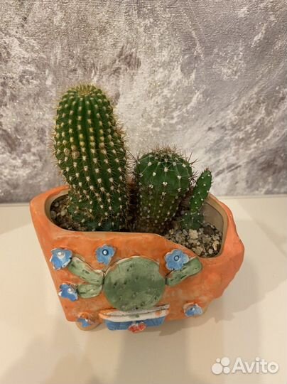 Живые кактусы в керамическом кашпо