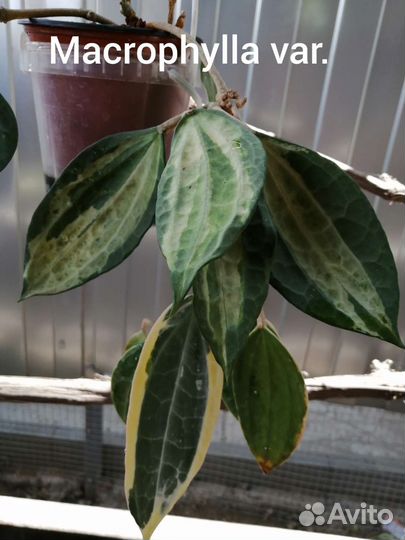 Хойи продажа