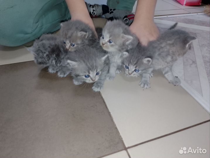 Котёнок британский