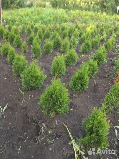 Туи для живой изгороди