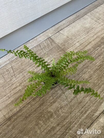 Комнатные растения