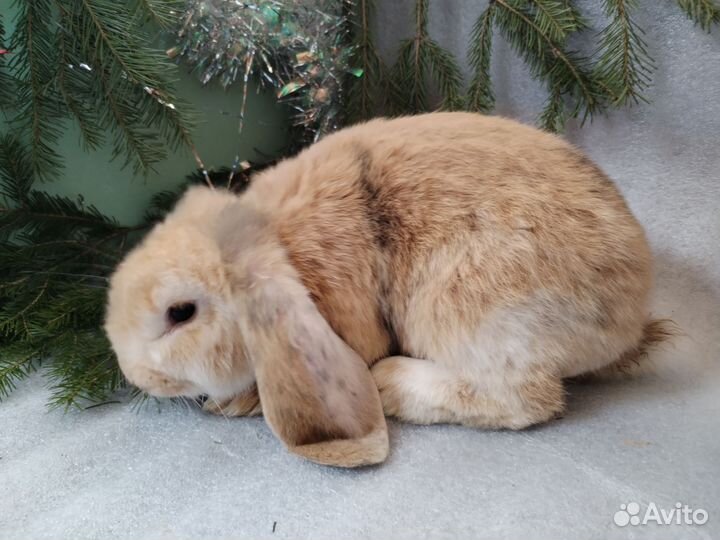 Кролики французский баран