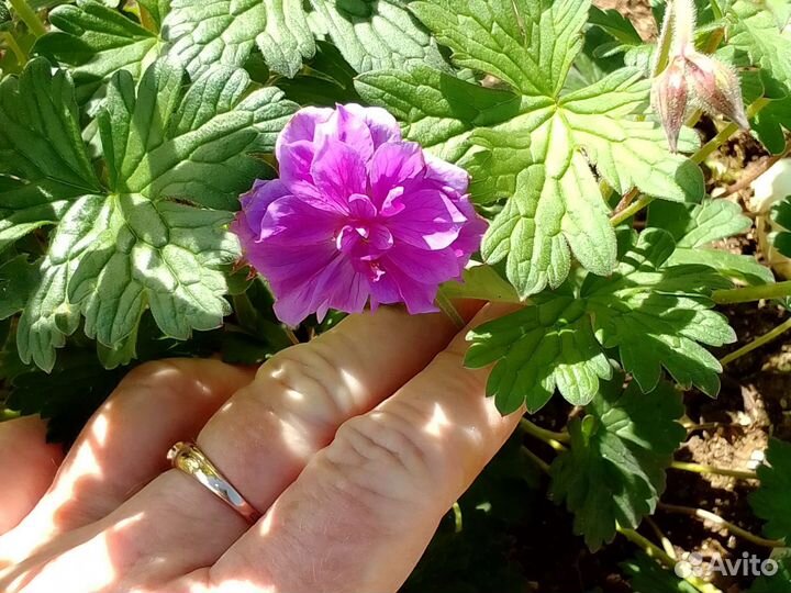 Герань Гималайская