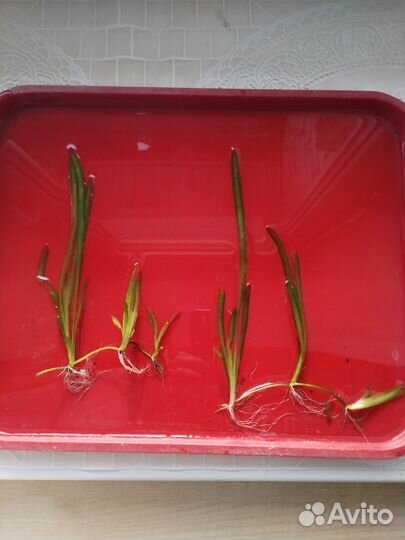 Аквариумные растения валлиснерия