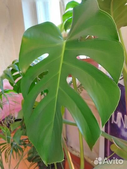 Монстера листами и отростками