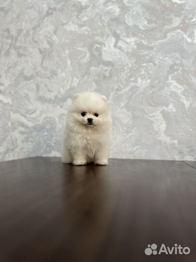 Эксклюзивная малышка микра шпиц