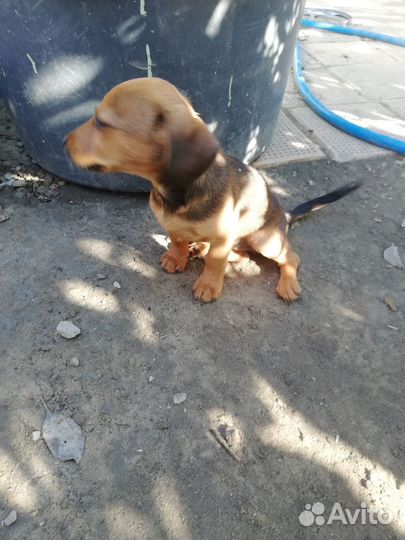 Щенок девочка бесплатно