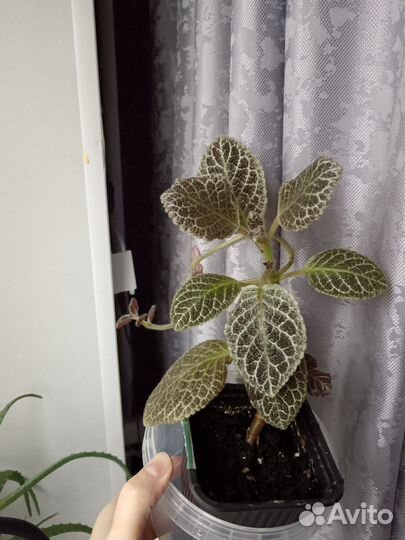 Цветы разные