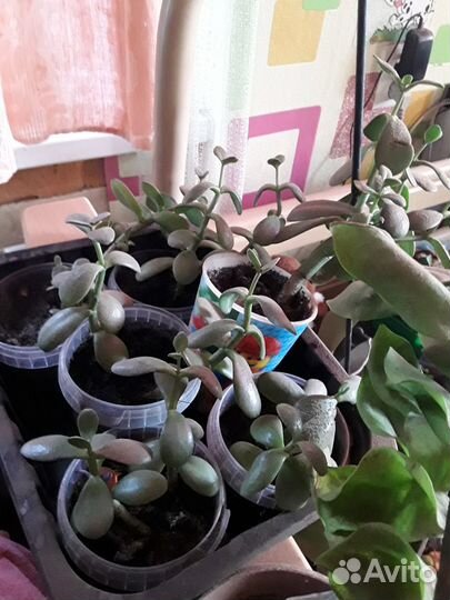 Крассула толстянка