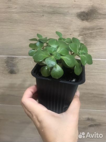 Аихризон дерево любви