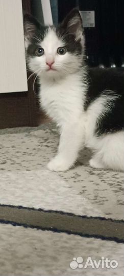 Котёнок (девочка): 2 месяца