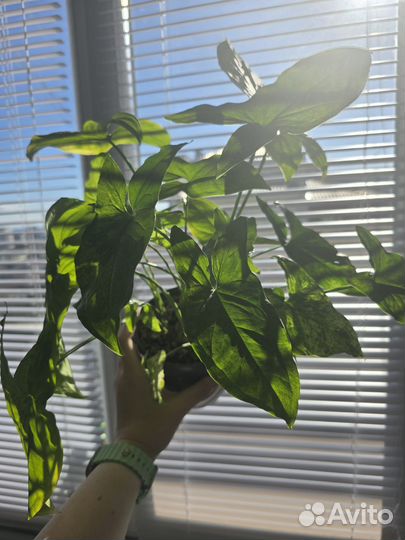 Сингониум моттлед