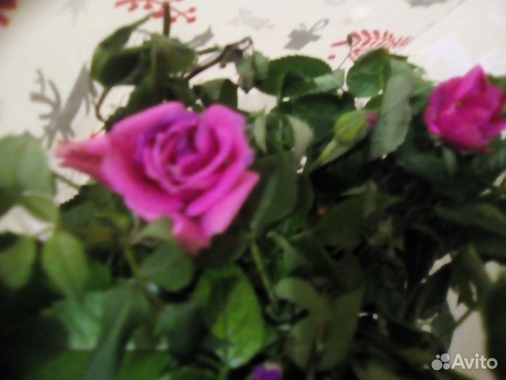 Роза Кордана