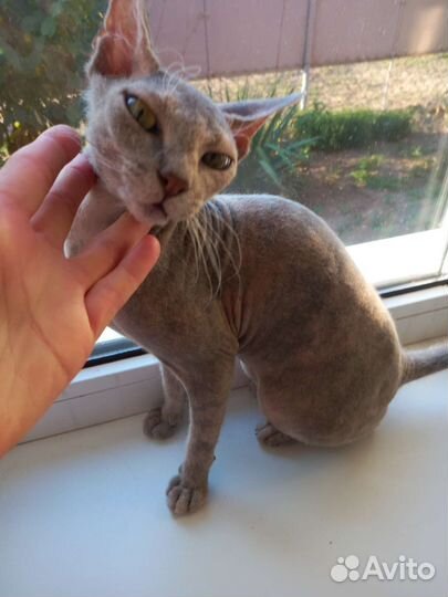 Донской сфинкс