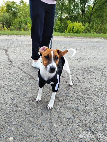 Парсон рассел терьер