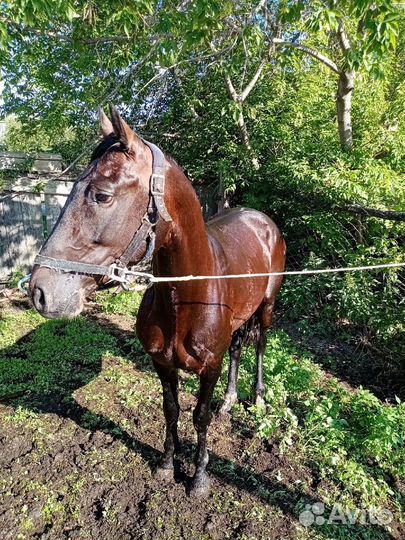 Жеребец- орловский рысак