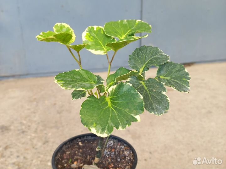 Полисциасы 10 сортов