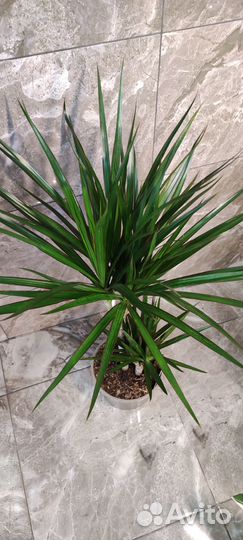 Драцена Маргината 17/75 см