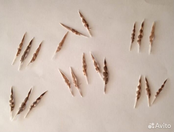 Художественное перо вальдшнепа