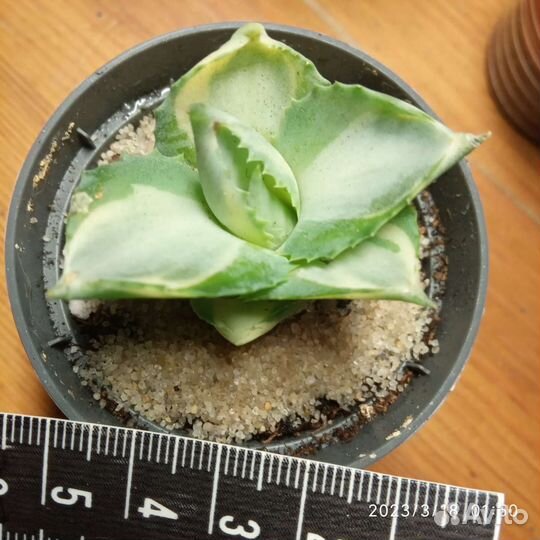 Эхеверии,церопегии,эониумы и др