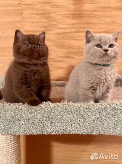 Продам британских котят