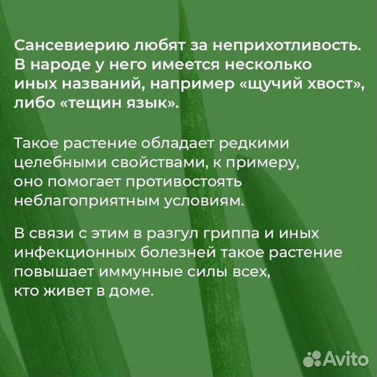 Сансевиерия