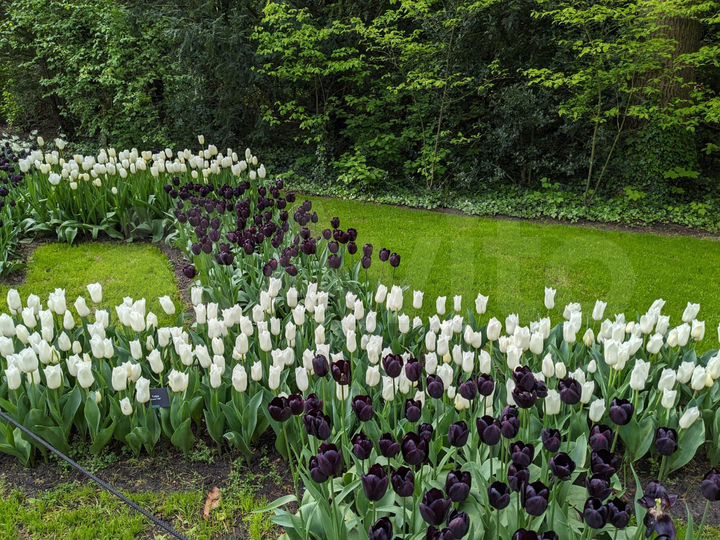 Участок 12,5 сот. (ИЖС)