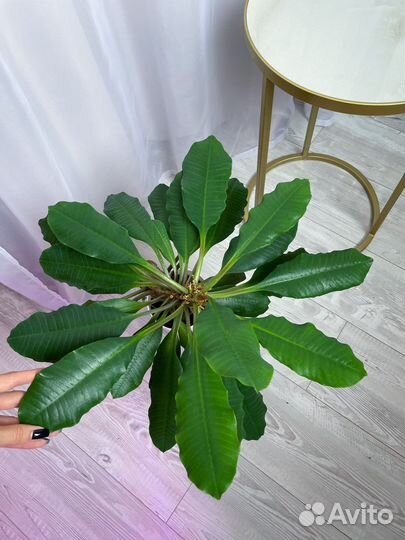 Молочай, юкка, орхидея