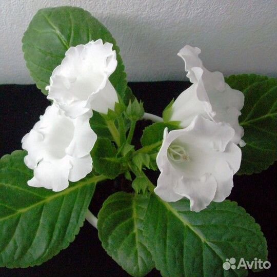 Цветущие,клубни,листья,детки глоксиний,доставка