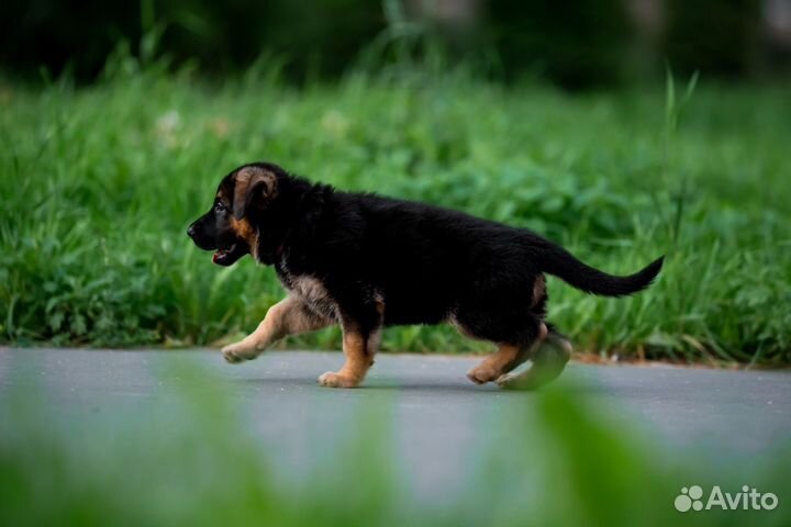 Немецкая овчарка щенок