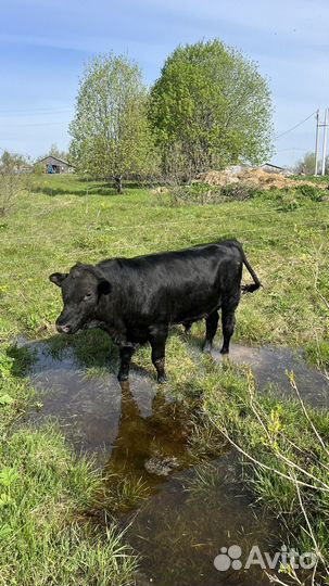 Быки герефорд и сементал