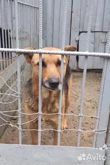 Ласковый мальчик