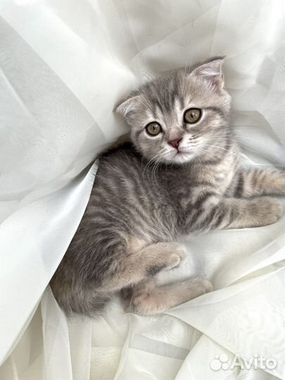 Шотландская