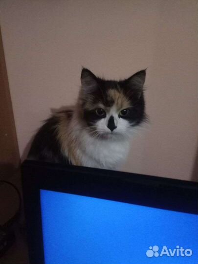 Трехцветная кошечка