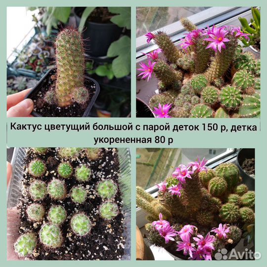 Комнатные цветы, суккулент отростки