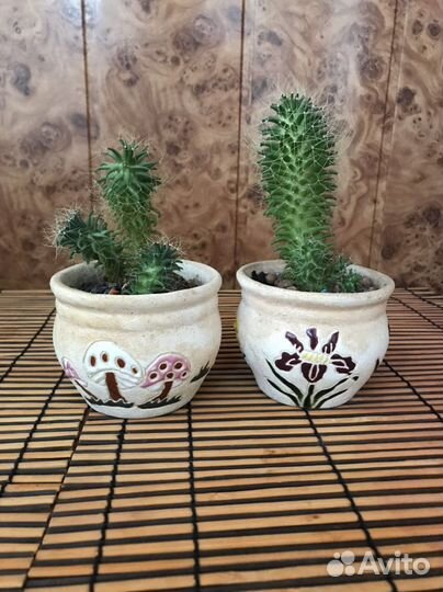 Кактусы цветущие в керамических горшочках