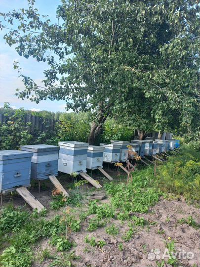 Пчелы с ульем