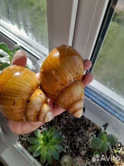 Улитки Архахатина