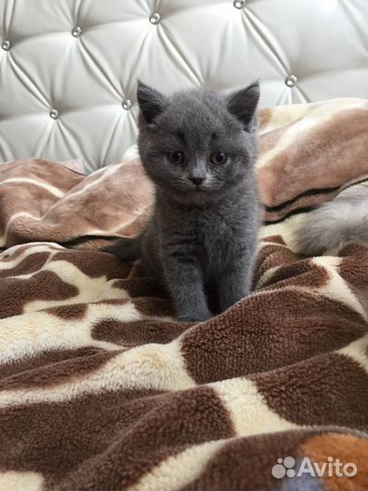 Плюшевые котята