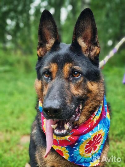 Красавчик овчар оказался в приюте