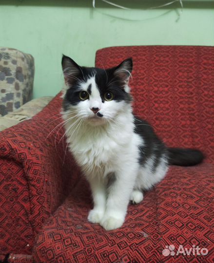 Кошка Ксюшка