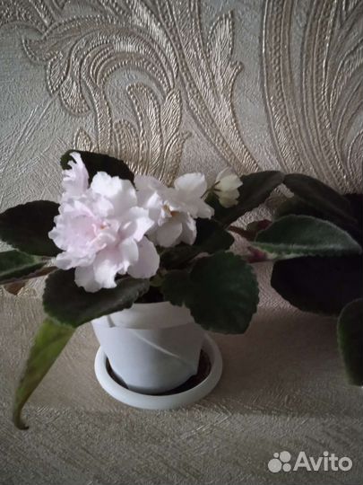 Сортовые фиалки