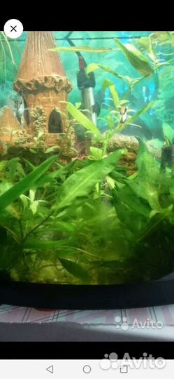 Растения в аквариум