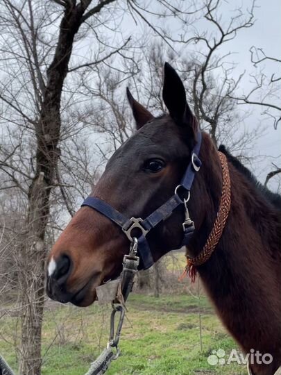 Недоуздок для лошади
