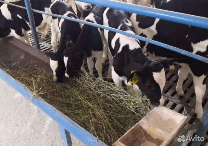 Бычки и телки