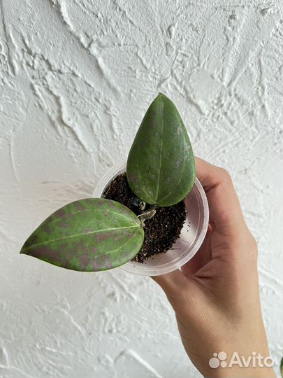 Хойя, Ледебурия