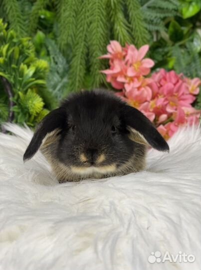 Минилоп редкого окраса