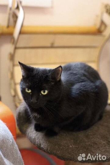 Черная пантера (из приюта)