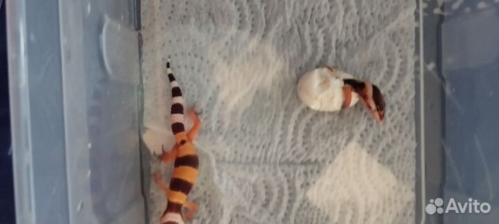 Эублефар малыши