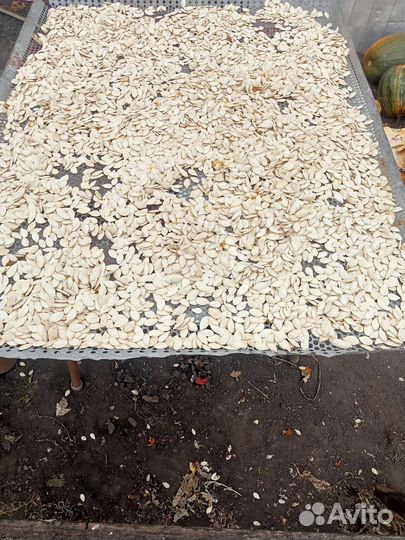 Тыквенные семечки